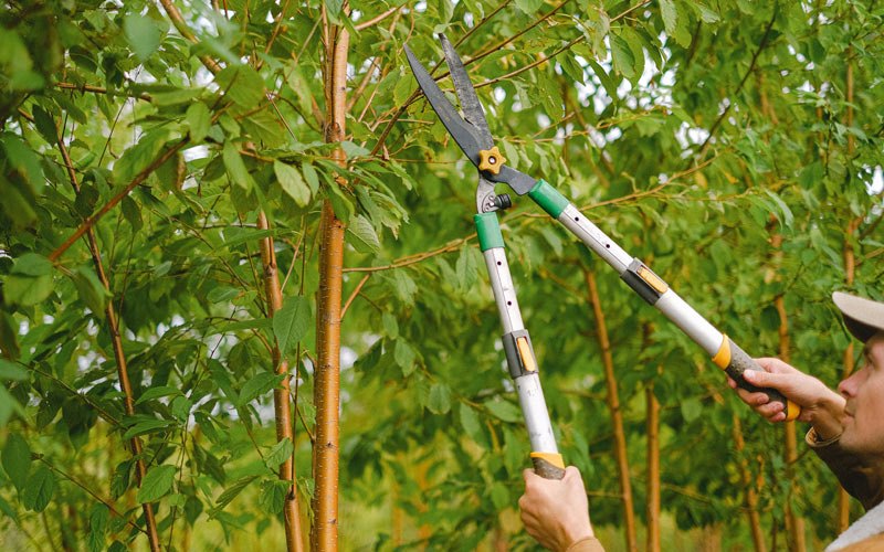 Tree trimming in Ruskin, NE